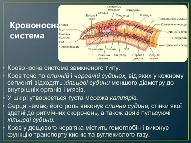 Кровоносна система Кровоносна система замкненого типу. Кров тече по спинній