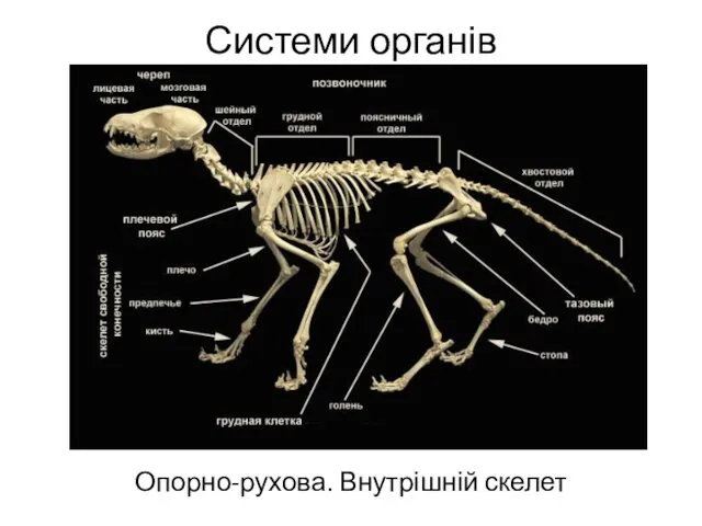 Системи органів Опорно-рухова. Внутрішній скелет