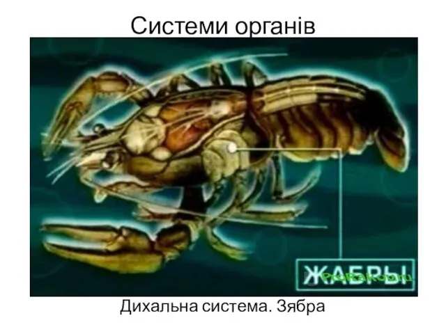 Системи органів Дихальна система. Зябра