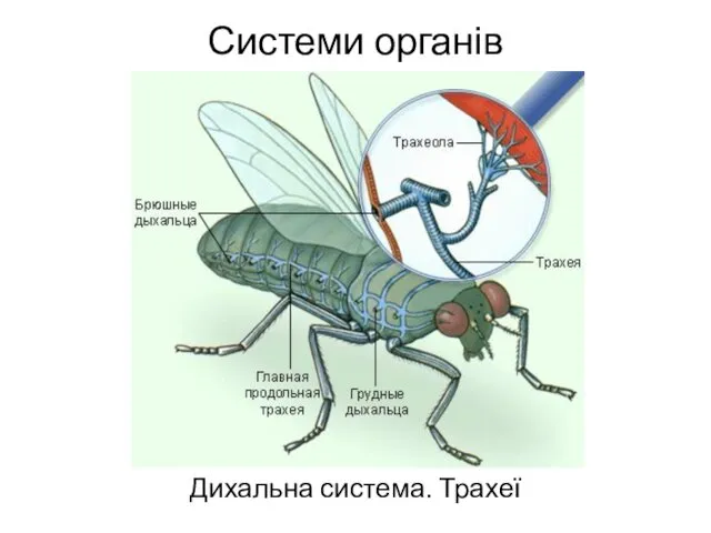 Системи органів Дихальна система. Трахеї