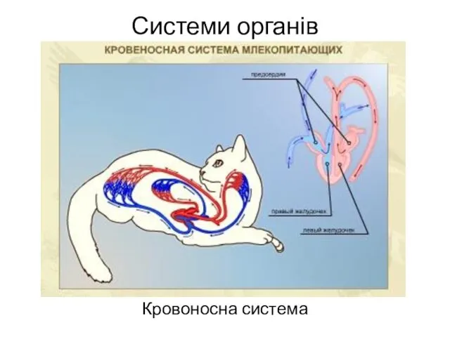 Системи органів Кровоносна система