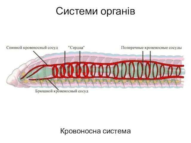 Системи органів Кровоносна система