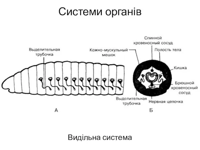 Системи органів Видільна система