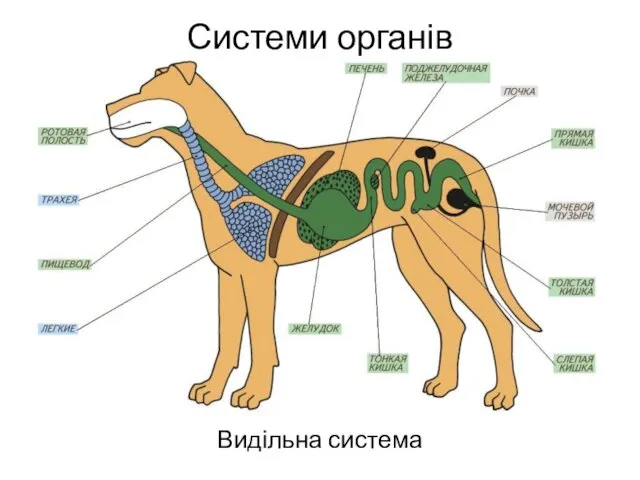 Системи органів Видільна система