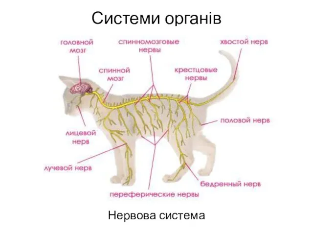 Системи органів Нервова система