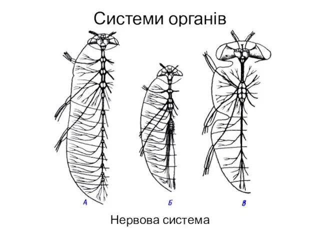 Системи органів Нервова система