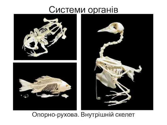 Системи органів Опорно-рухова. Внутрішній скелет