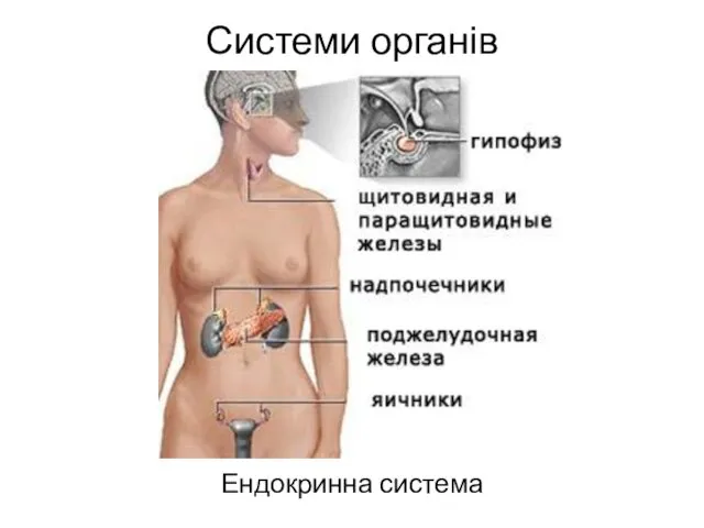 Системи органів Ендокринна система