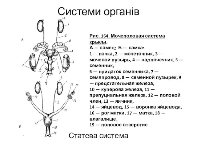 Системи органів Статева система Рис. 164. Мочеполовая система крысы. А