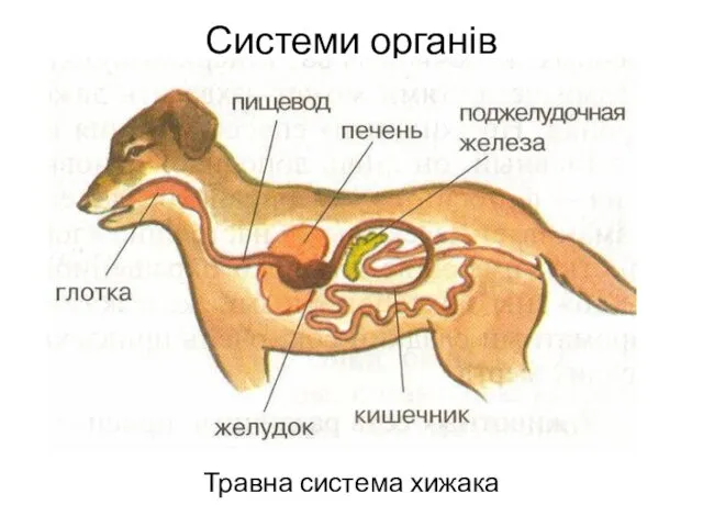 Системи органів Травна система хижака