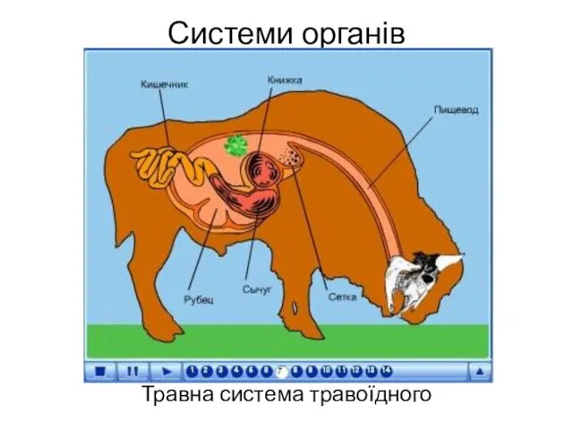 Системи органів Травна система травоїдного