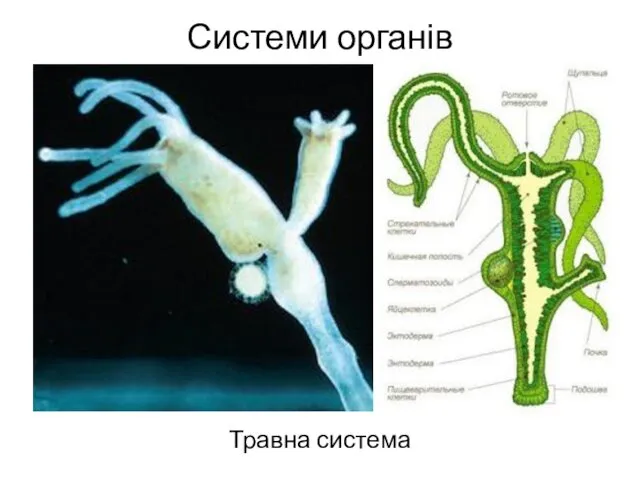 Системи органів Травна система