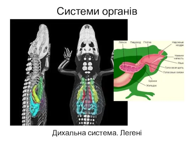 Системи органів Дихальна система. Легені