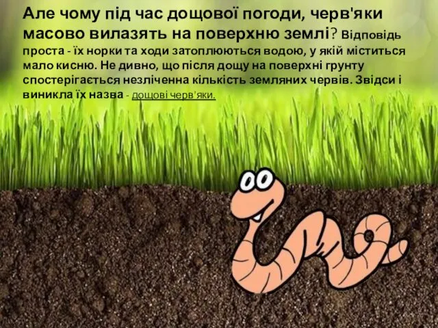 Але чому під час дощової погоди, черв'яки масово вилазять на