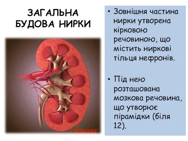 ЗАГАЛЬНА БУДОВА НИРКИ Зовнішня частина нирки утворена кірковою речовиною, що