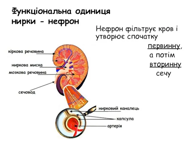 Функціональна одиниця нирки - нефрон Нефрон фільтрує кров і утворює спочатку первинну, а потім вторинну сечу