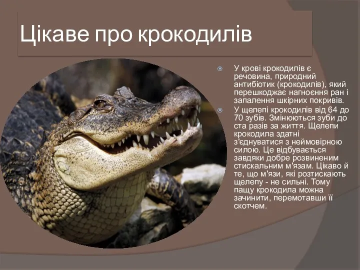 Цікаве про крокодилів У крові крокодилів є речовина, природний антибіотик (крокодилів), який перешкоджає