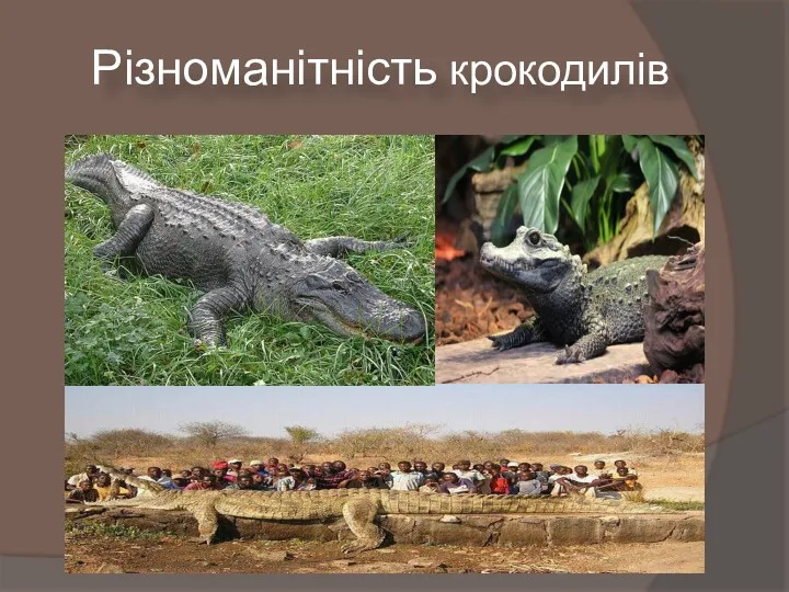 Різноманітність крокодилів
