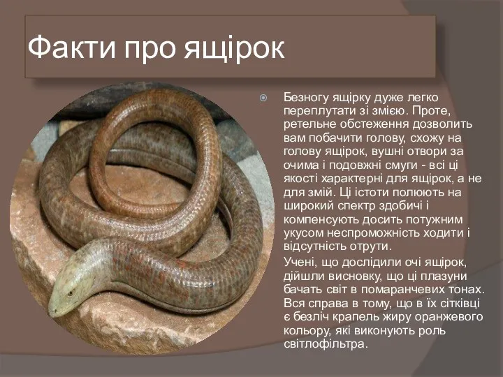 Факти про ящірок Безногу ящірку дуже легко переплутати зі змією. Проте, ретельне обстеження
