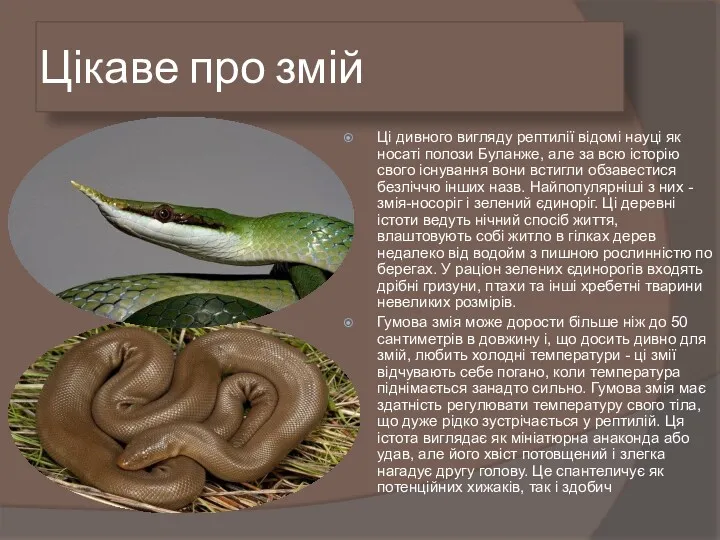Цікаве про змій Ці дивного вигляду рептилії відомі науці як носаті полози Буланже,