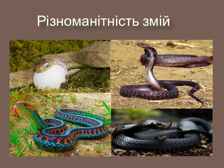 Різноманітність змій