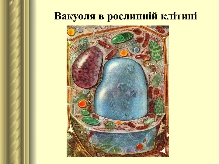 Вакуоля в рослинній клітині