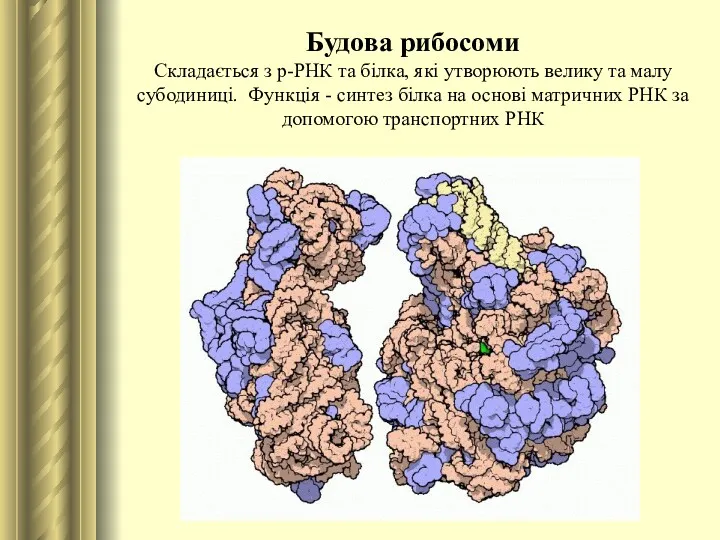 Будова рибосоми Складається з р-РНК та білка, які утворюють велику та малу субодиниці.
