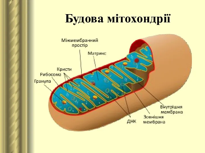 Будова мітохондрії