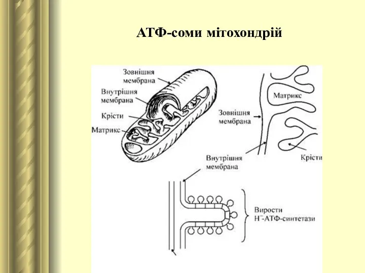 АТФ-соми мітохондрій