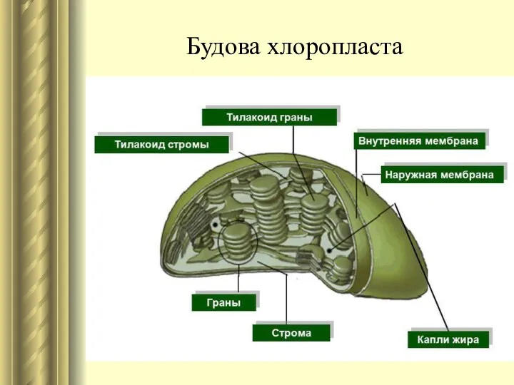 Будова хлоропласта