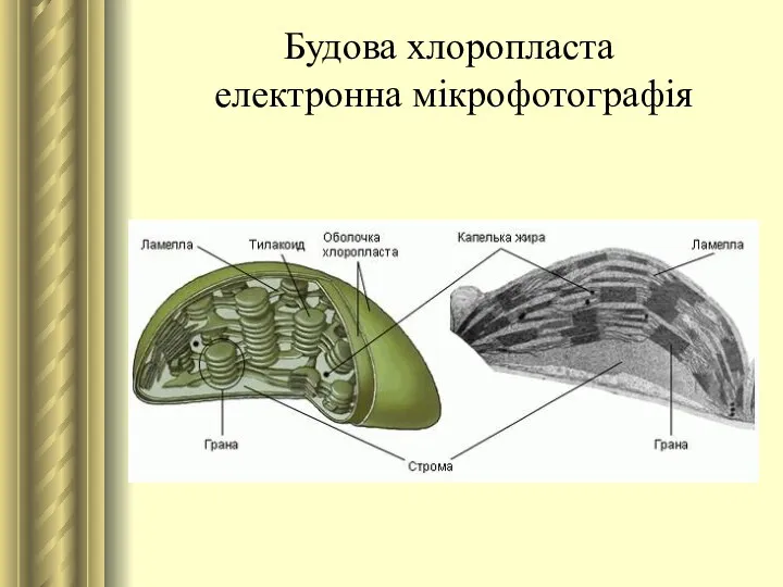 Будова хлоропласта електронна мікрофотографія