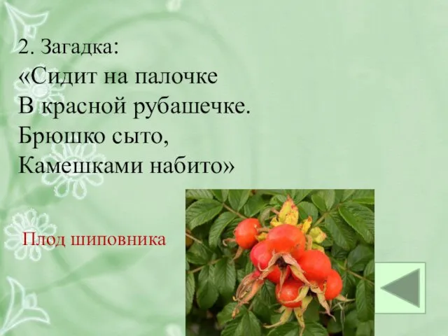 2. Загадка: «Сидит на палочке В красной рубашечке. Брюшко сыто, Камешками набито» Плод шиповника