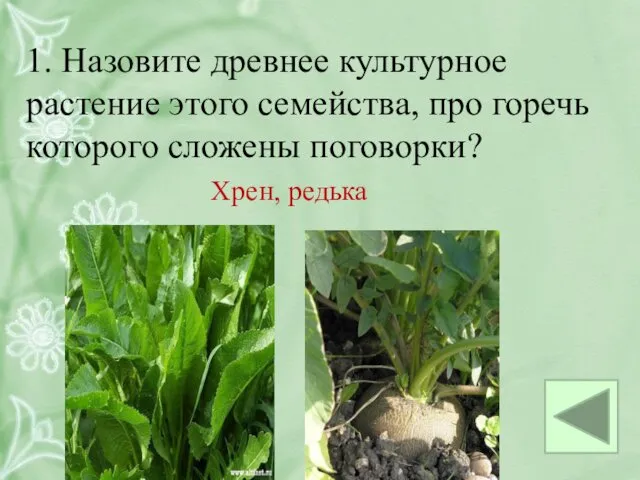 1. Назовите древнее культурное растение этого семейства, про горечь которого сложены поговорки? Хрен, редька