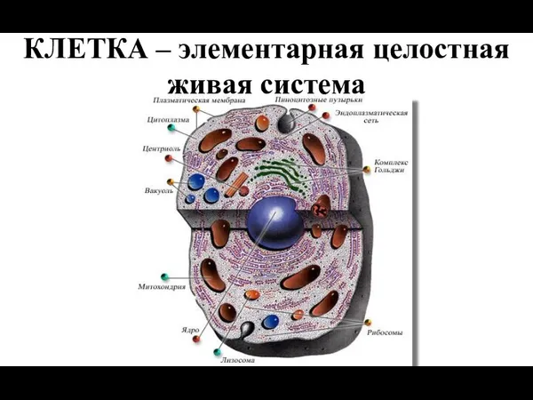 КЛЕТКА – элементарная целостная живая система