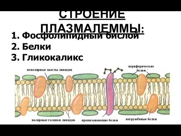 СТРОЕНИЕ ПЛАЗМАЛЕММЫ: 1. Фосфолипидный бислой 2. Белки 3. Гликокаликс