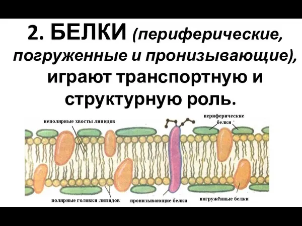 2. БЕЛКИ (периферические, погруженные и пронизывающие), играют транспортную и структурную роль.