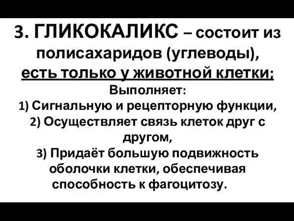 3. ГЛИКОКАЛИКС – состоит из полисахаридов (углеводы), есть только у