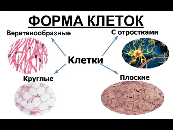 ФОРМА КЛЕТОК Веретенообразные Клетки С отростками Круглые Плоские