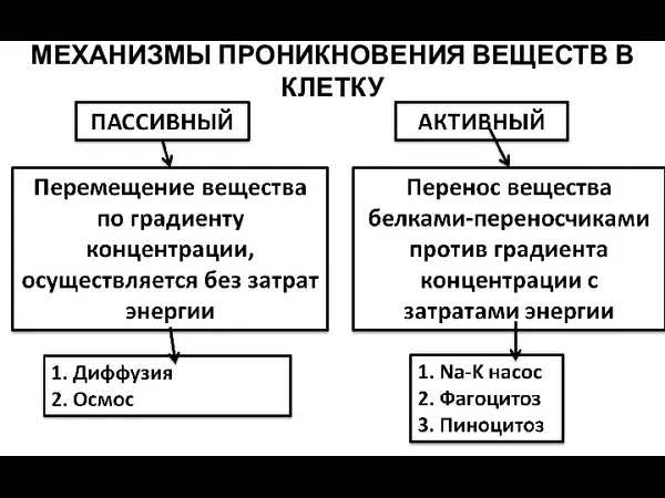 МЕХАНИЗМЫ ПРОНИКНОВЕНИЯ ВЕЩЕСТВ В КЛЕТКУ