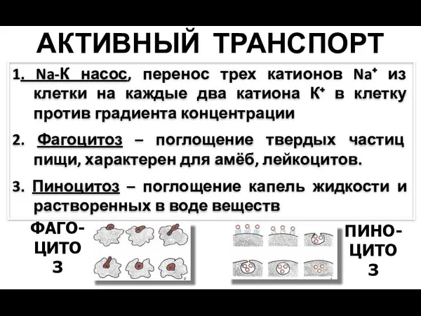 АКТИВНЫЙ ТРАНСПОРТ 1. Na-К насос, перенос трех катионов Na⁺ из