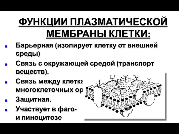 ФУНКЦИИ ПЛАЗМАТИЧЕСКОЙ МЕМБРАНЫ КЛЕТКИ: Барьерная (изолирует клетку от внешней среды)