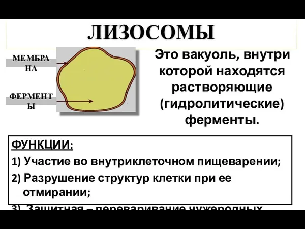 Это вакуоль, внутри которой находятся растворяющие (гидролитические) ферменты. ЛИЗОСОМЫ МЕМБРАНА