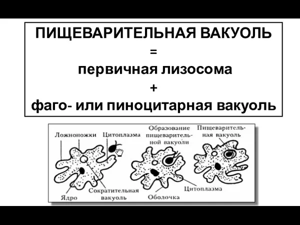 ПИЩЕВАРИТЕЛЬНАЯ ВАКУОЛЬ = первичная лизосома + фаго- или пиноцитарная вакуоль