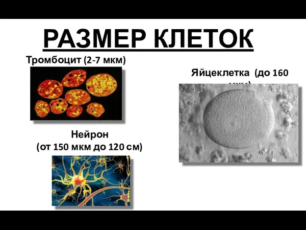 РАЗМЕР КЛЕТОК Тромбоцит (2-7 мкм)