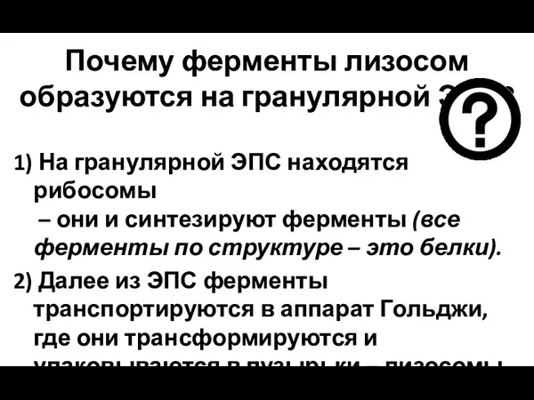 Почему ферменты лизосом образуются на гранулярной ЭПС? 1) На гранулярной