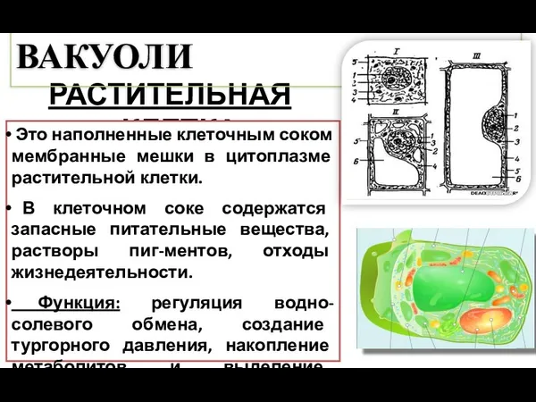 РАСТИТЕЛЬНАЯ КЛЕТКА ВАКУОЛИ Это наполненные клеточным соком мембранные мешки в