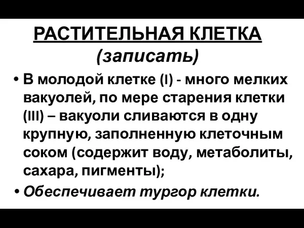 РАСТИТЕЛЬНАЯ КЛЕТКА (записать) В молодой клетке (I) - много мелких