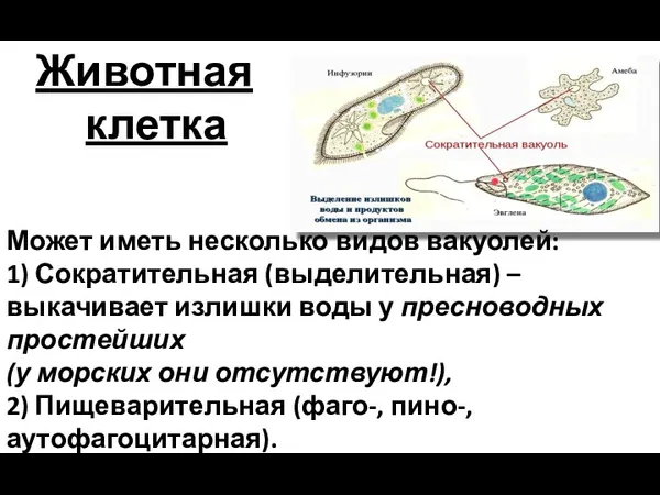 Животная клетка Может иметь несколько видов вакуолей: 1) Сократительная (выделительная)