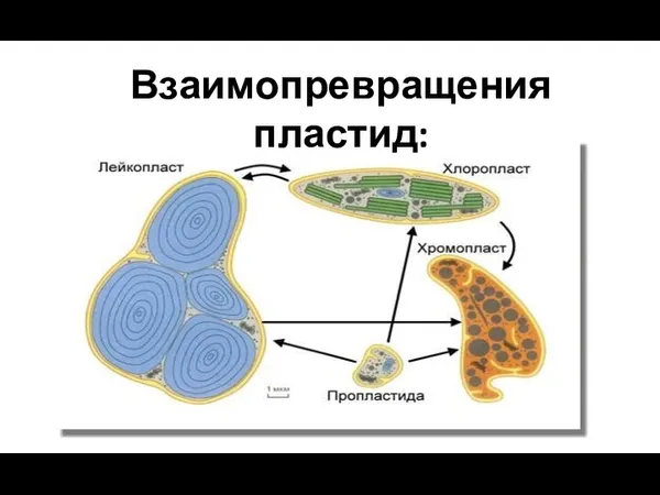 Взаимопревращения пластид: