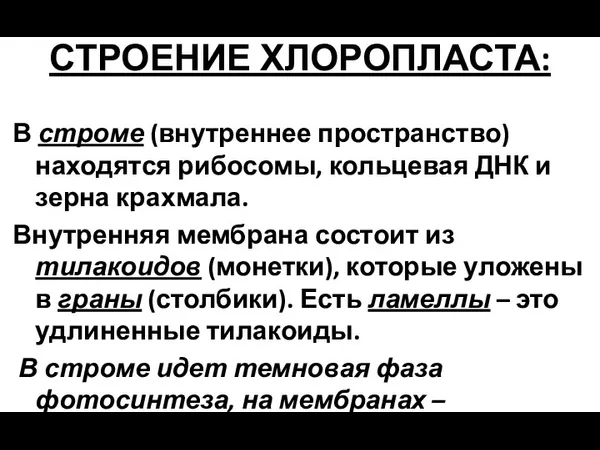 СТРОЕНИЕ ХЛОРОПЛАСТА: В строме (внутреннее пространство) находятся рибосомы, кольцевая ДНК